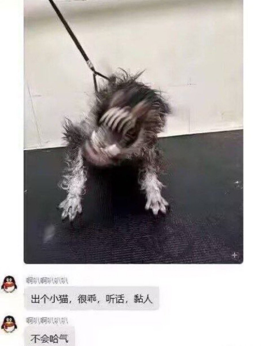 lorianfen's tweet image. 猫猫乖乖摸摸
我手呢？