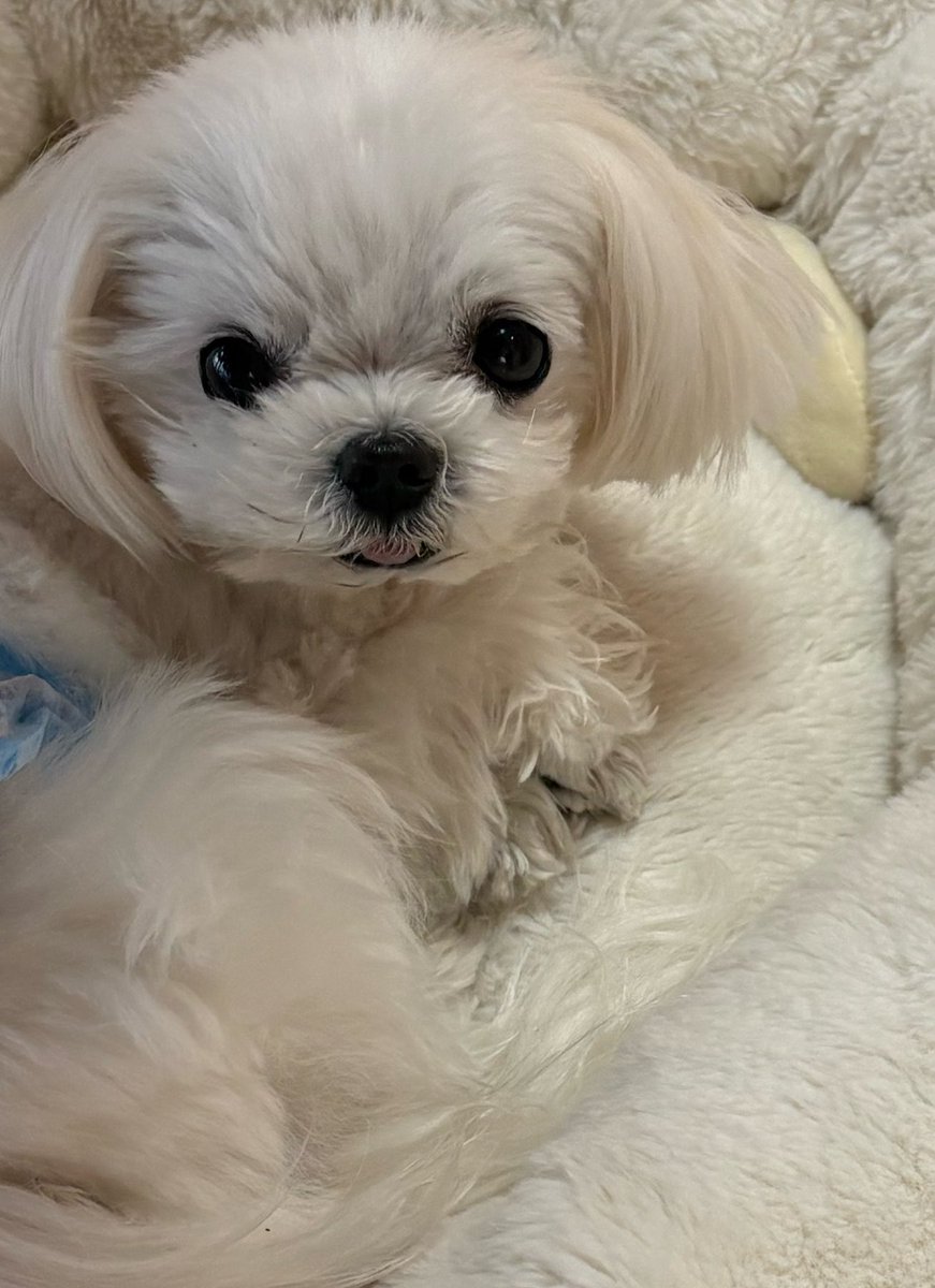 ましゅー🌸マルチーズ🌸 (@ej32_s) / Posts / X