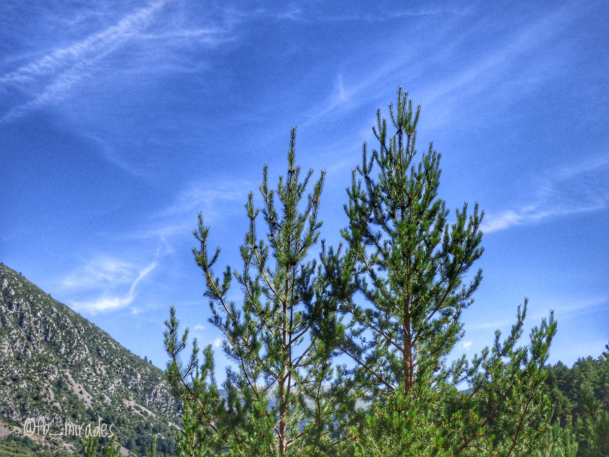 Créixer és aconseguir ser més alt? O potser més fort? Més savi? Més ric? Més poderós? Més... La realitat i la vida no tenen mai una sola dimensió, ni poden mesurar-se amb una sola mesura. L'equilibri és un joc de visibles i invisibles. #berguedà #estiu2025 #proximitat