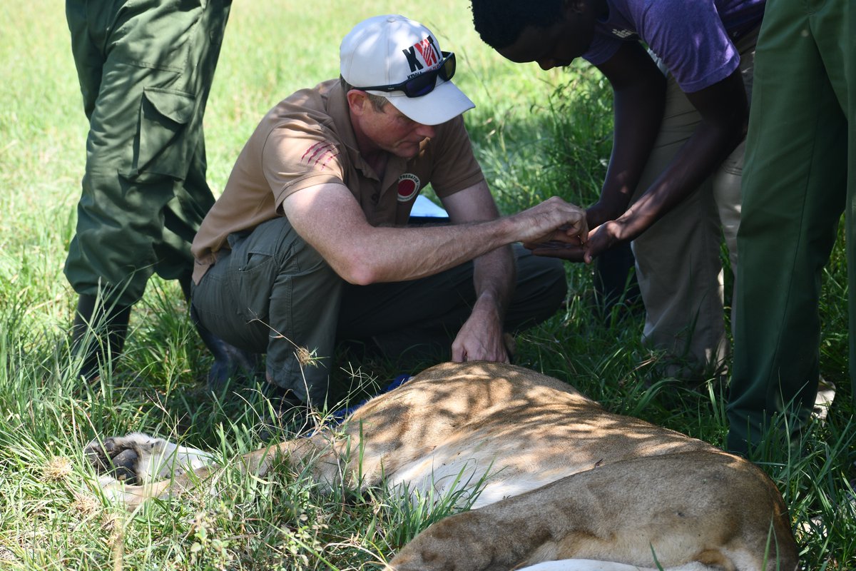 Mara Predator Conservation Programme tweet media