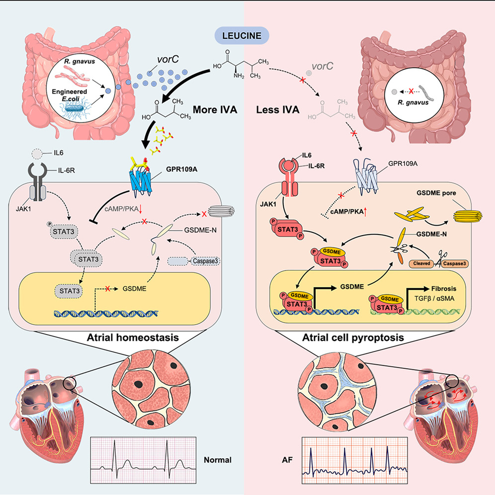 ClinicBiohealth's tweet photo. 🔬New AF Research:
🦠Your gut microbiome &amp; irregular heartbeat🫀might be linked. Patients with atrial fibrillation exhibit reduced levels of the gut bacterium Ruminococcus gnavus &amp; lower isovaleric acid levels.
💡A healthy gut microbiome might one day help prevent or treat AFib🫀 https://t.co/5eFl3ltblv