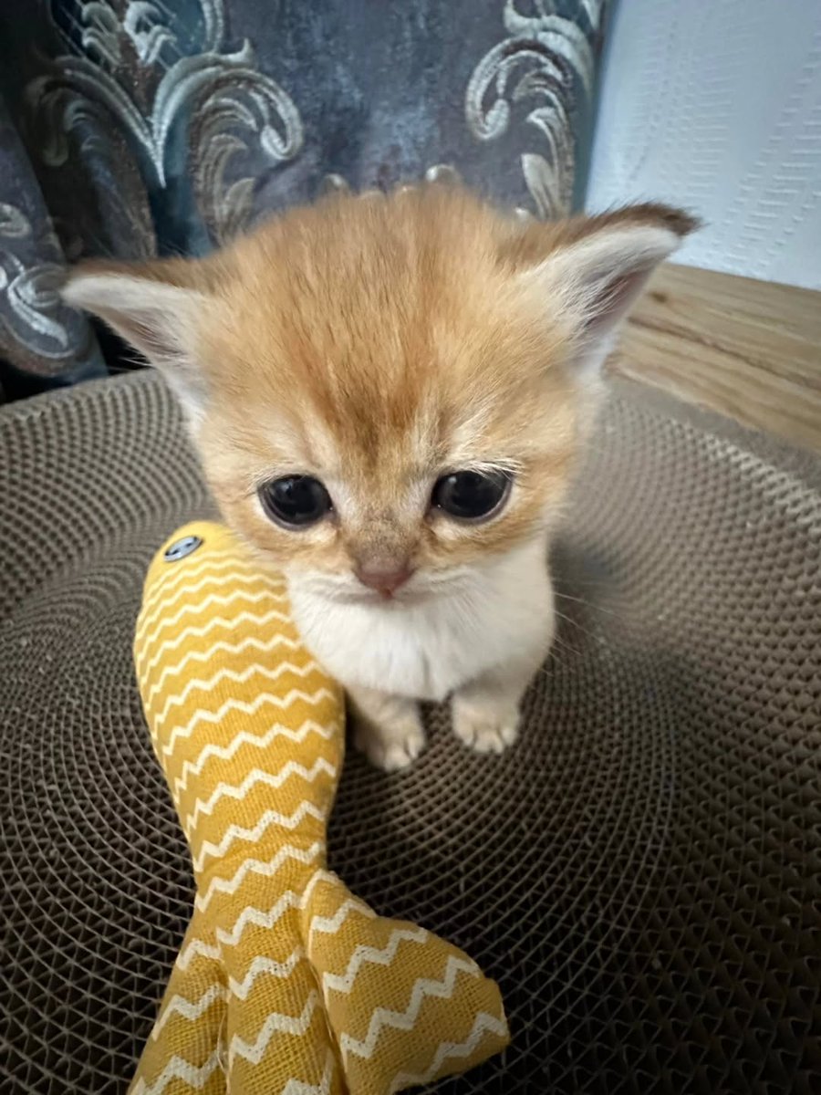 smol silly cat tweet media