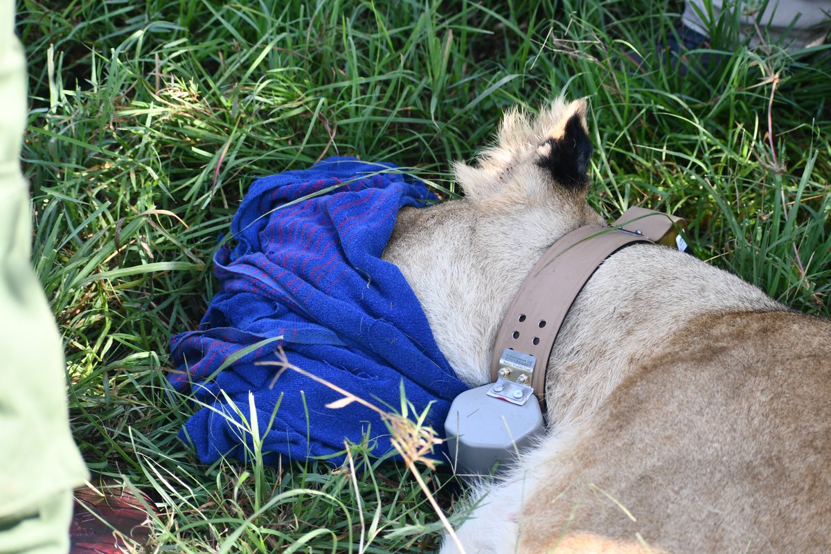 Mara Predator Conservation Programme tweet media