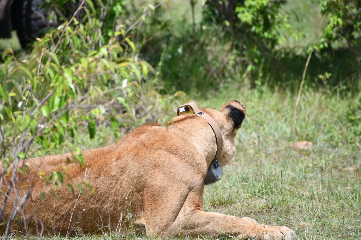 Mara Predator Conservation Programme tweet media
