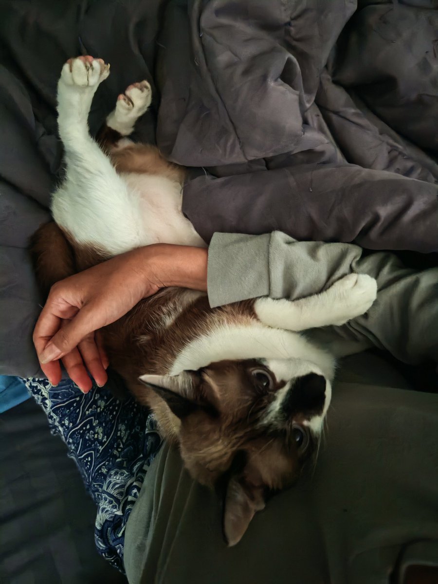 OhaNya~ วันนี้พับกบ.... พบกับ​ แมวที่ขี้อ้อนละซึนสุดๆ​ ดูมันนนน​ w/Creammy
#อ้ายแมวนี่
ปล. วันนี้มี collab​ R. E. P. O. ตอน​ 20.30 นะงับบ