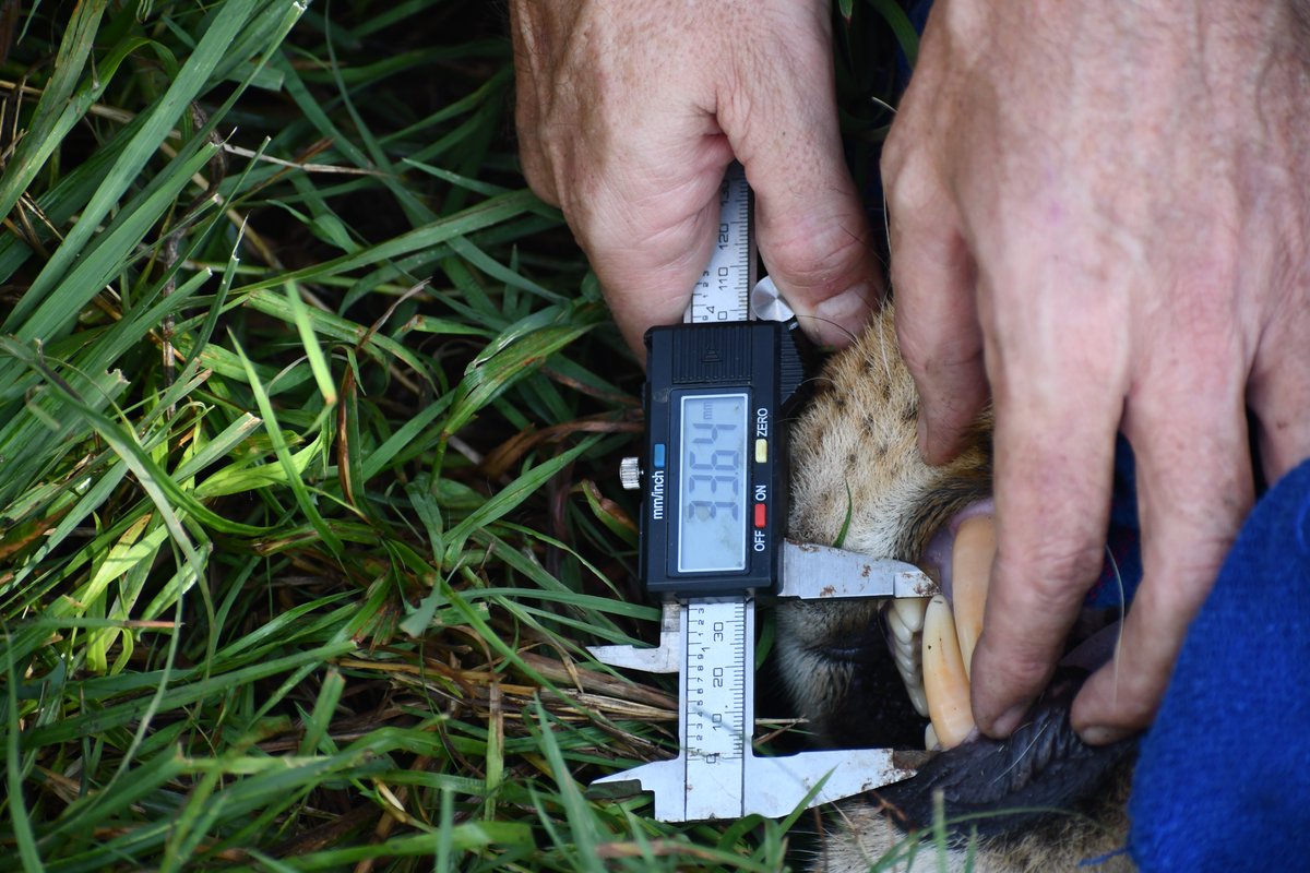 Mara Predator Conservation Programme tweet media