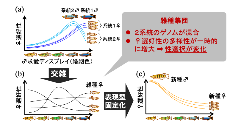 NIG_idenken's tweet photo. 【研究成果】動物のオスはさまざまな方法でメスに求愛します。魚や鳥のカラフルな婚姻色、虫やカエルの鳴き声、鳥やクモの求愛ダンス。興味深いことに、急速な種の多様化が起きた分類群の多くで、求愛ディスプレイも種間で多様化しています。鍵は「雑種形成」にありました。https://t.co/zGFYFRfKI3 https://t.co/DW1vS2yG1E