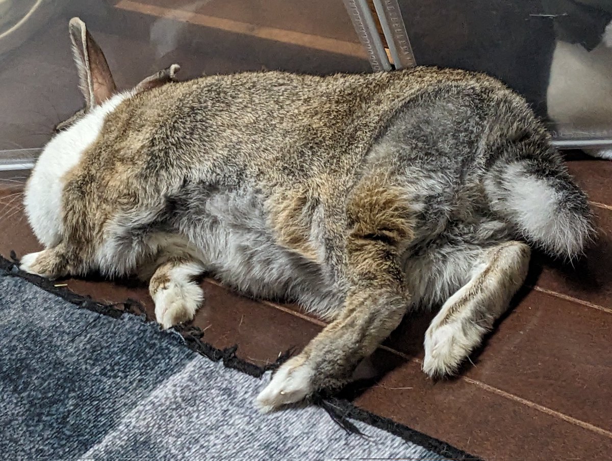 早く帰って寝たい(:3_ヽ)_