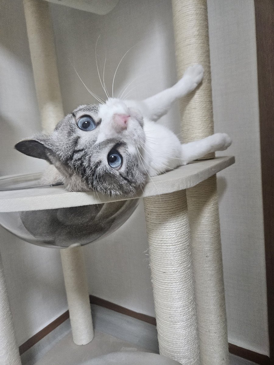 모델포즈 냥이