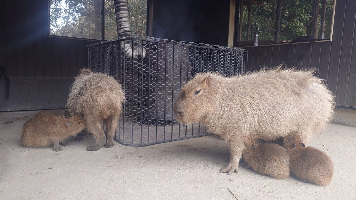 capybarahp's tweet photo. おまえたち、かわええのう。

#カピバラ #水豚 #capybara #長崎バイオパーク https://t.co/QzudtbQ4fC