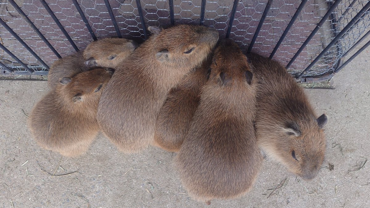 capybarahp's tweet photo. おまえたち、かわええのう。

#カピバラ #水豚 #capybara #長崎バイオパーク https://t.co/QzudtbQ4fC