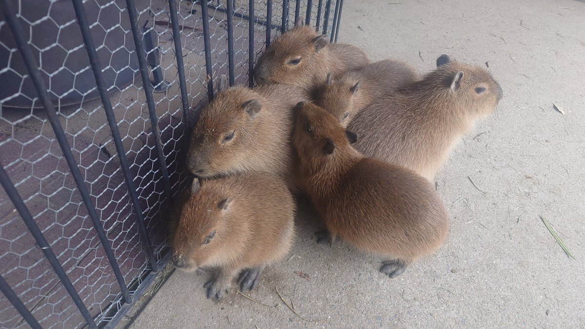 capybarahp's tweet photo. おまえたち、かわええのう。

#カピバラ #水豚 #capybara #長崎バイオパーク https://t.co/QzudtbQ4fC