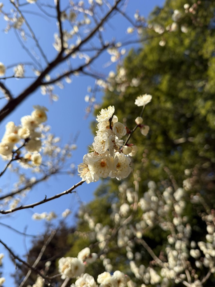 梅が咲いていました
 #偕楽園