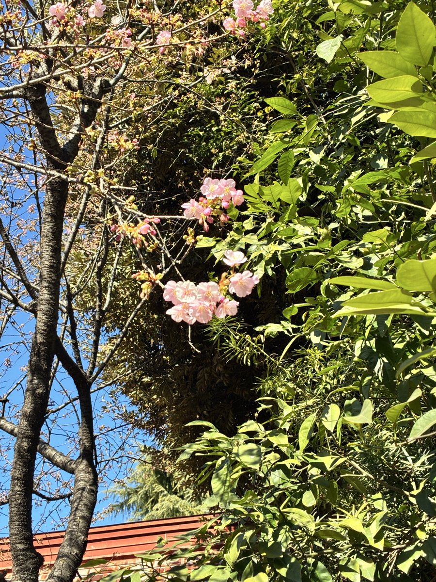 koyasuinari's tweet photo. 境内の河津桜が咲き始めました。
まだまだ寒い日が続きますが、ひと足先に春の訪れを感じさせてくれます。

#子安稲荷神社
#桜
#河津桜 https://t.co/mCB7V2tfI9