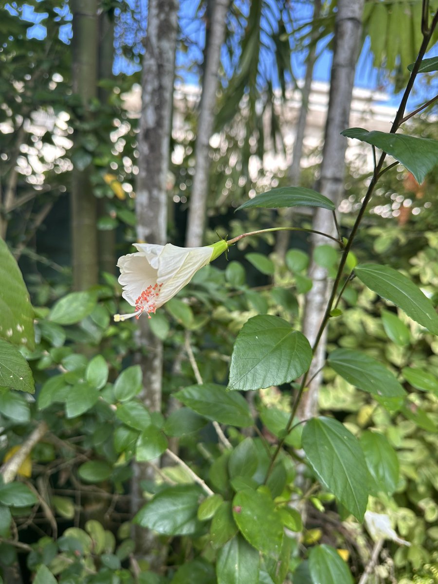 Thushara Wijewardena tweet media