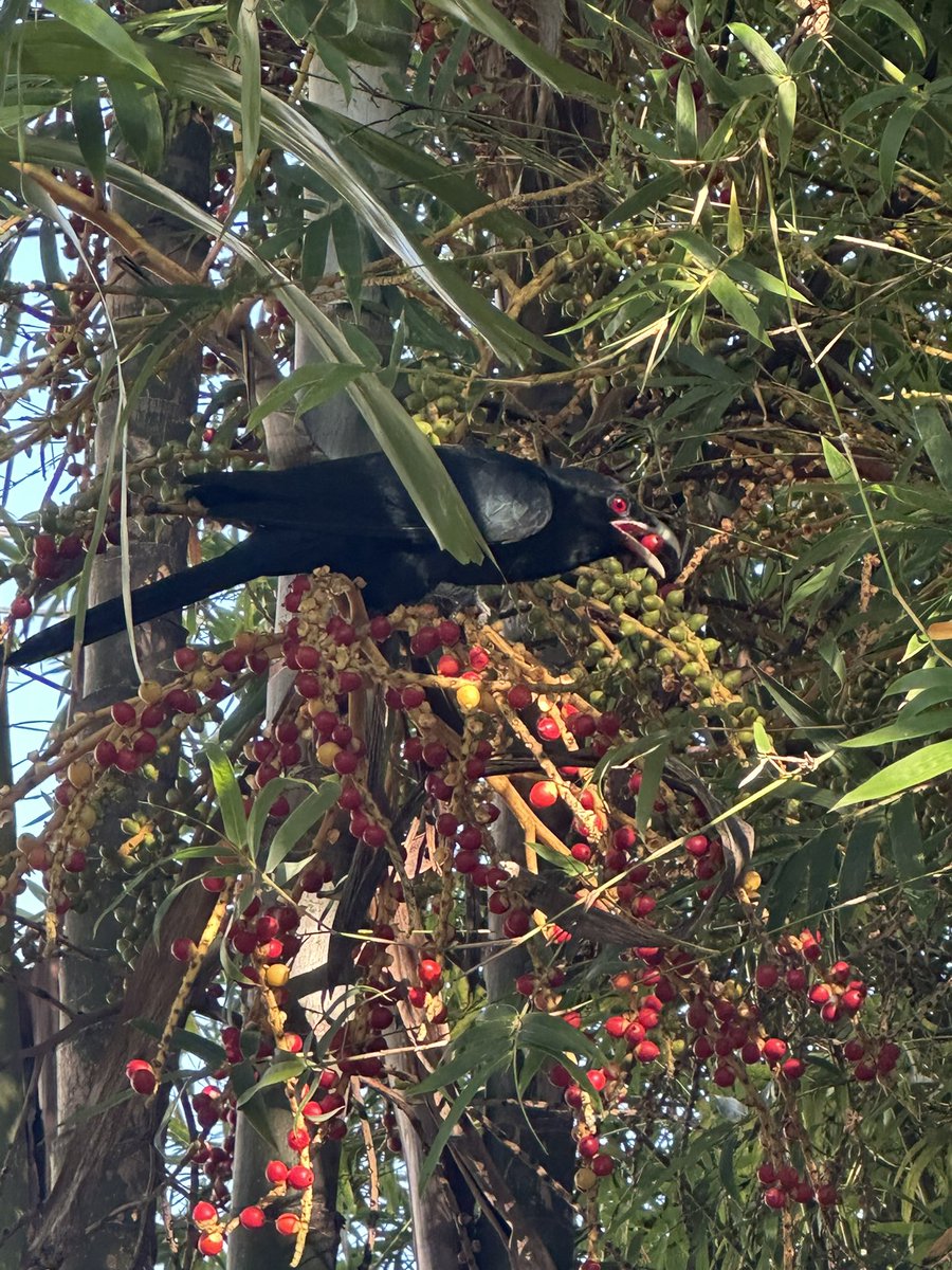 Thushara Wijewardena tweet media