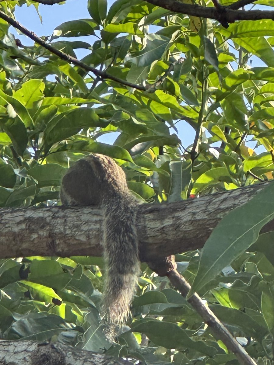 Thushara Wijewardena tweet media