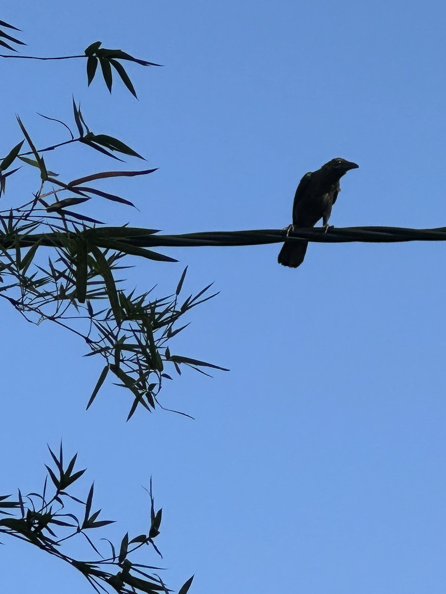 Thushara Wijewardena tweet media