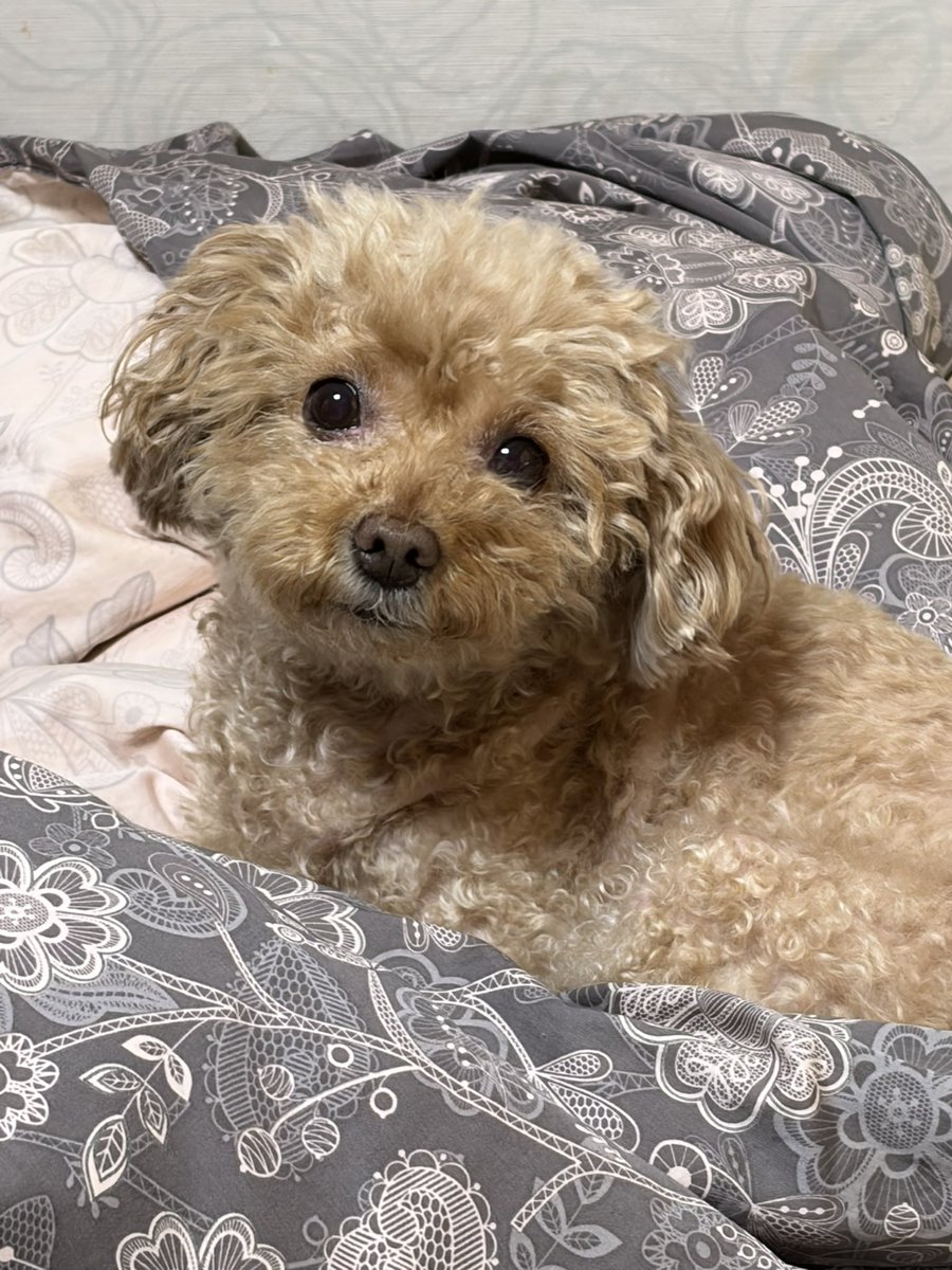 푸들 새찌 tweet media