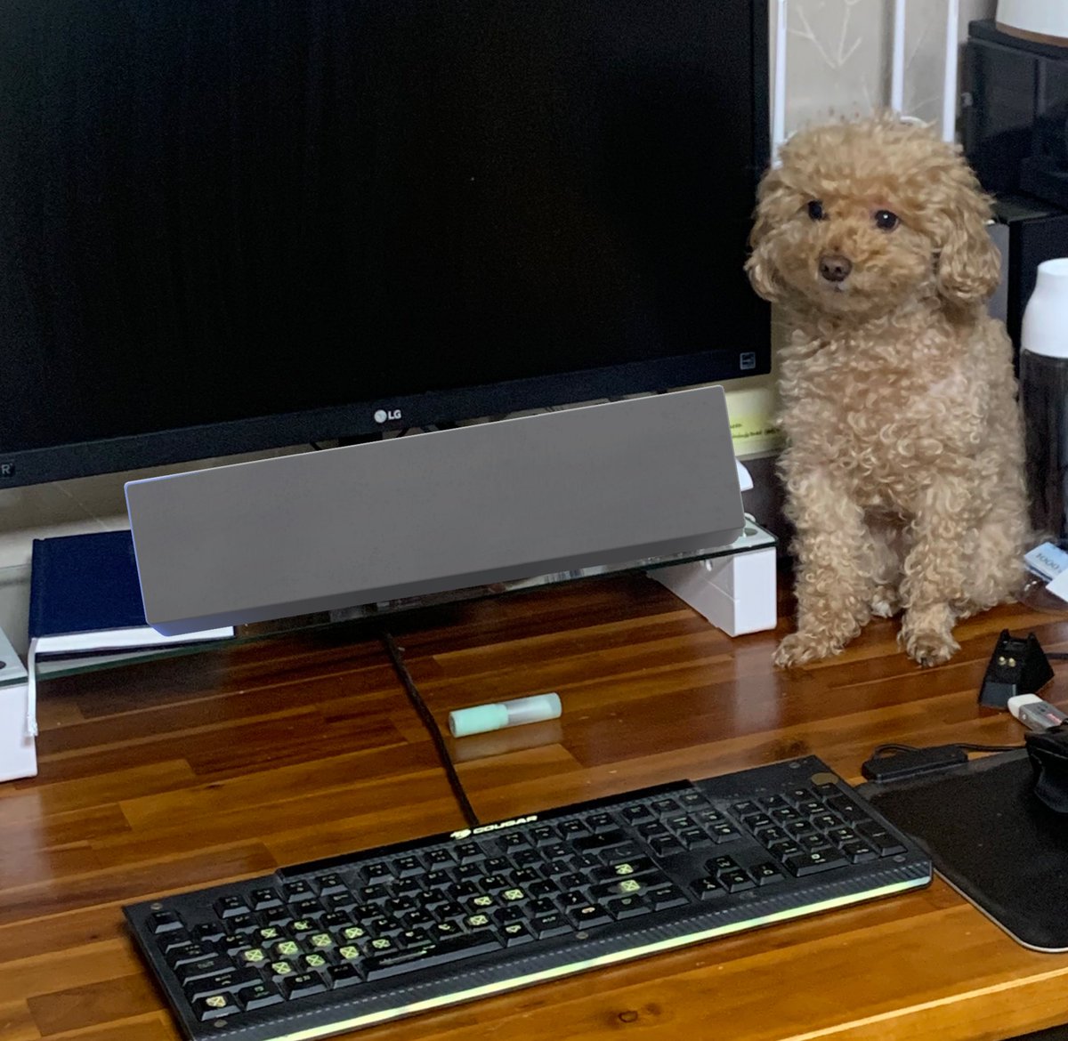 푸들 새찌 tweet media