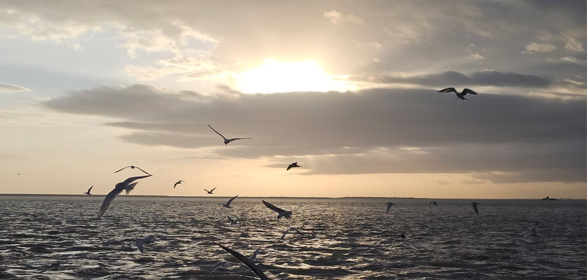 GalvestonFerry's tweet photo. The end of another beautiful day is here. We hope you enjoy these photos. Leave us some comments, tell us what you think. Have a restful, blessed evening. #FerrySunset https://t.co/A4aKcvu7LV