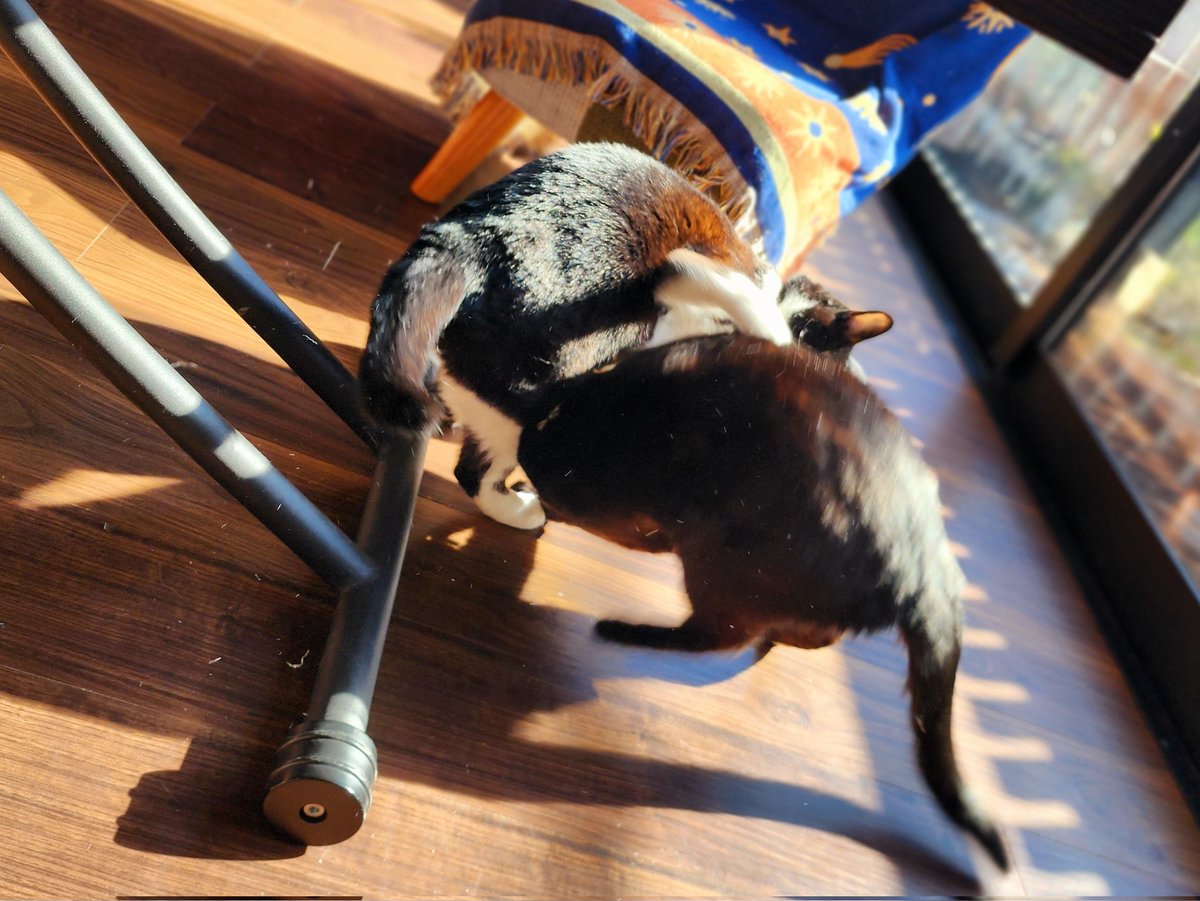 tukiminyan's tweet photo. 目があったらゴングがなる猫たち。 https://t.co/vabQ4PwHsy