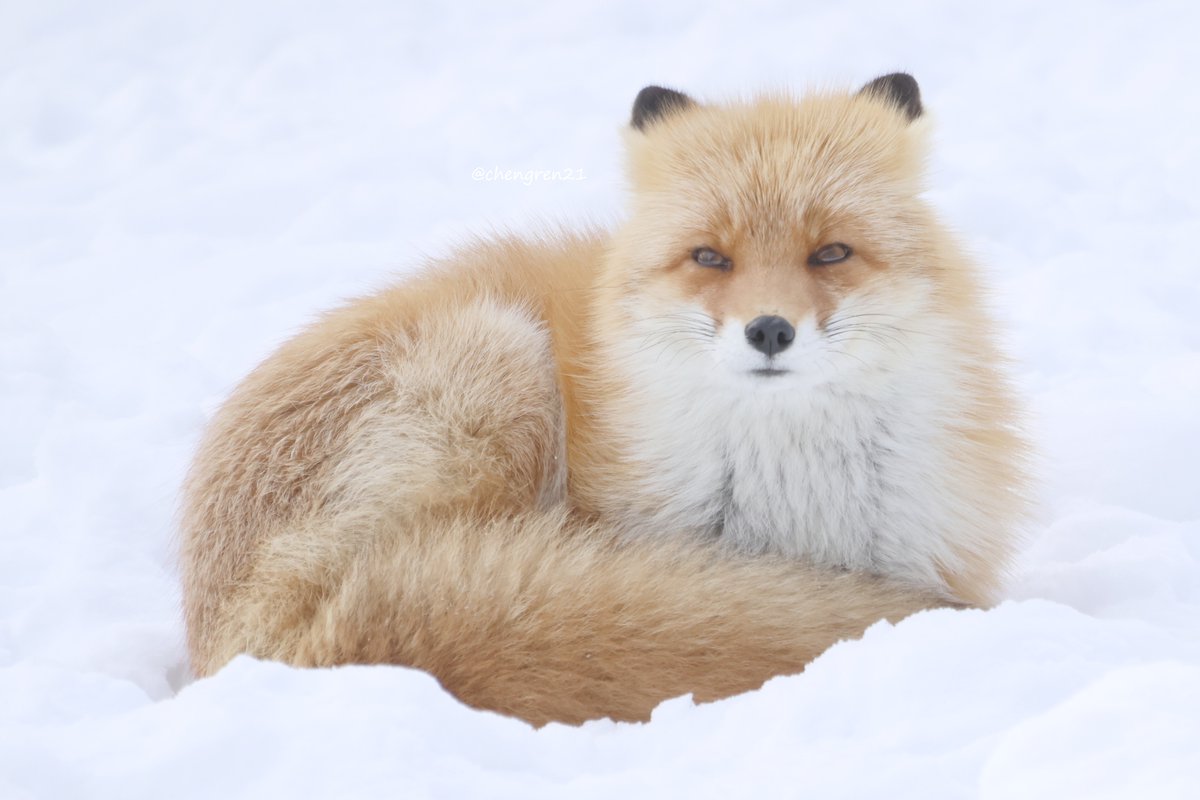 耳きーん(オッコ♀) #北きつね牧場