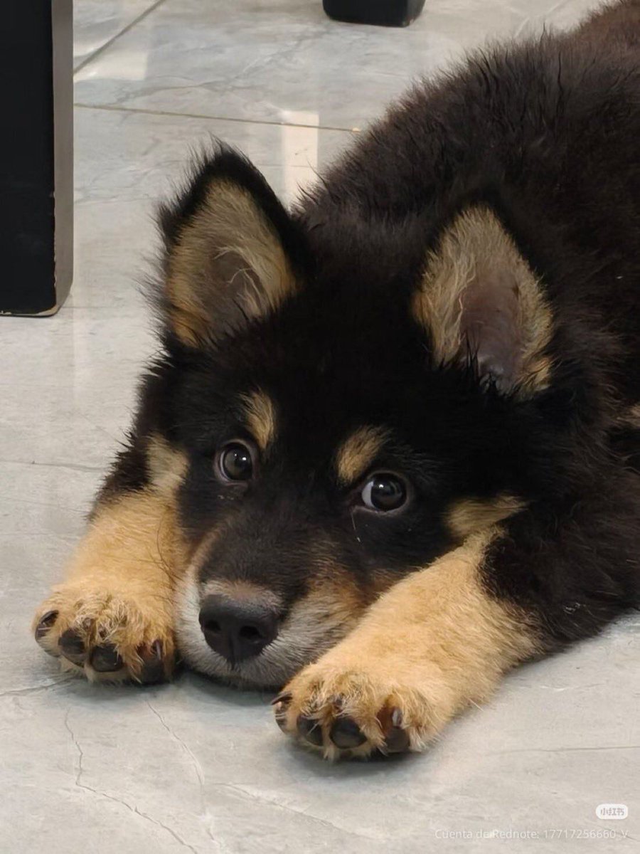 everythingdogss's tweet photo. https://t.co/OIjMyjOgIF