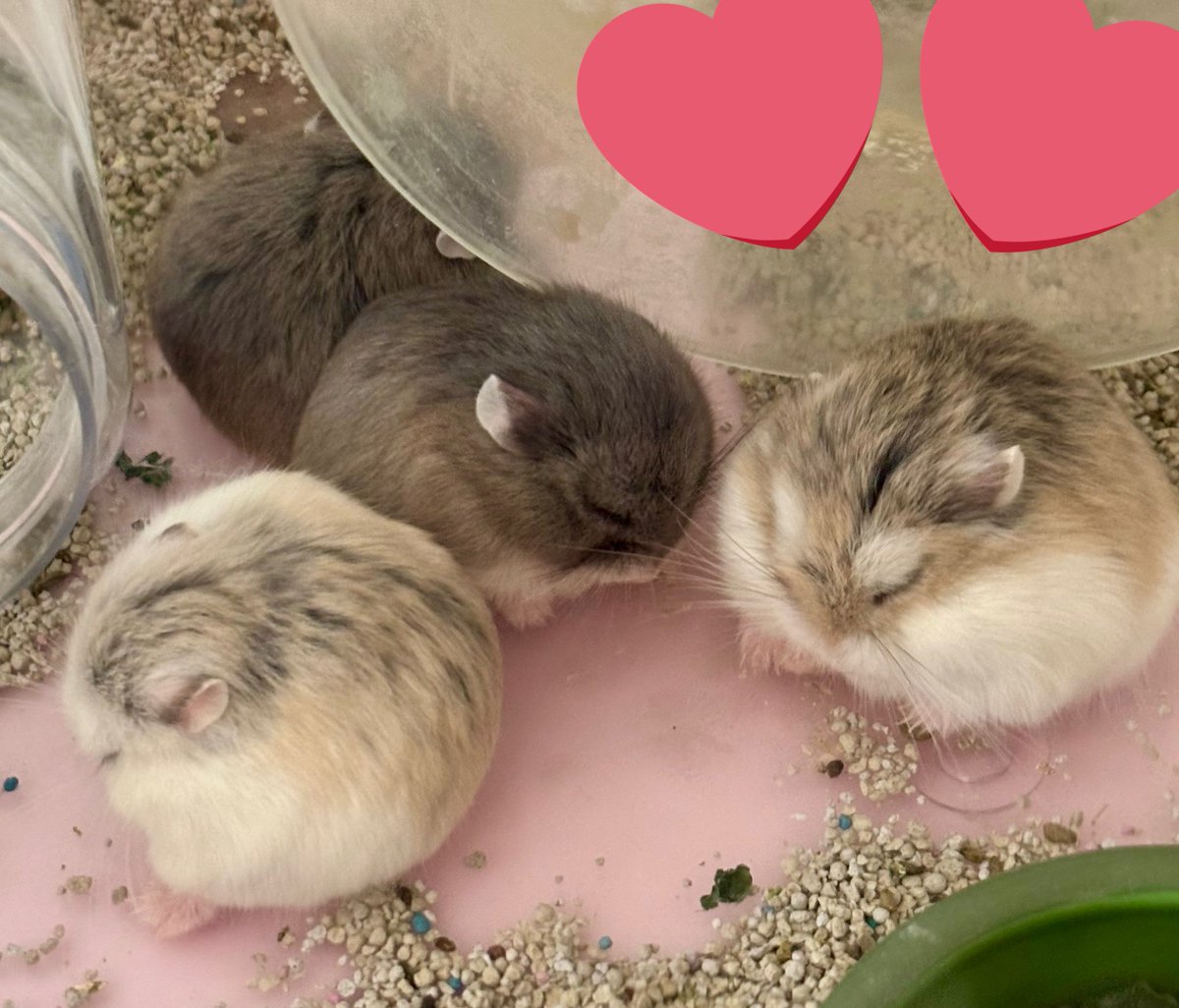 urami_pets's tweet image. ロボのこのコロコロ感がたまらんのだよな