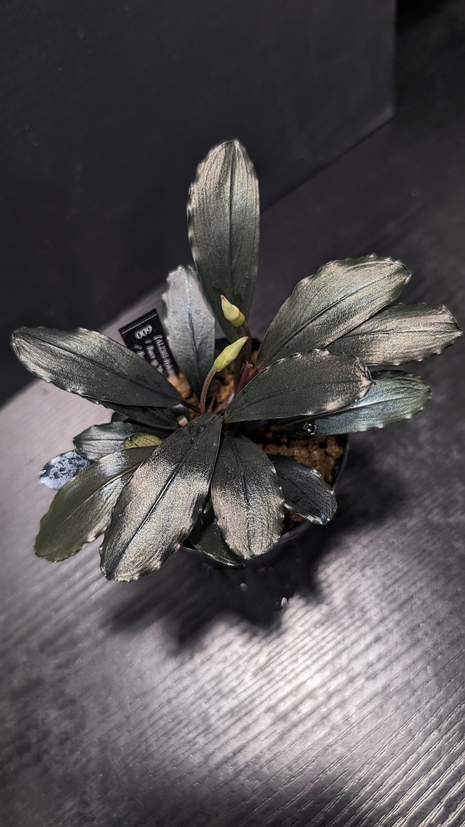 ありゅーあ (@sa_allure3838) / Posts / X