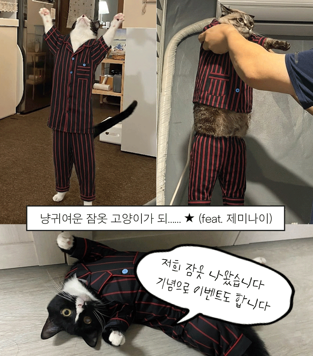 닥터펠리스 Dr.felis tweet media