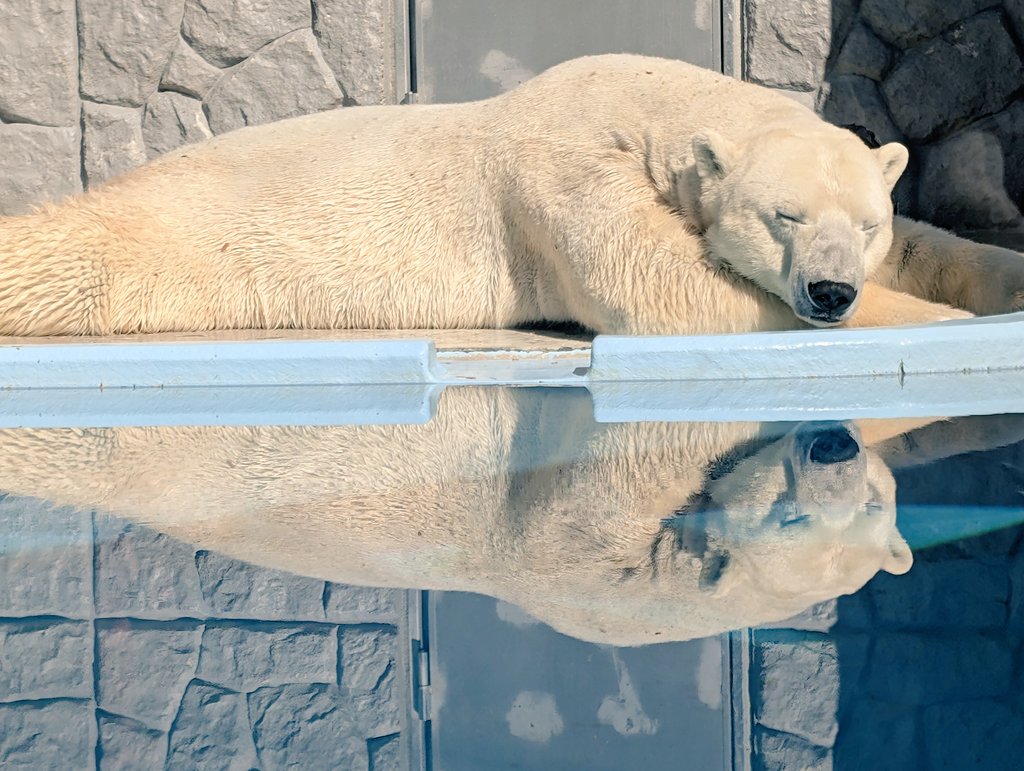 Tonotono329's tweet photo. 2026.02.01
日本平動物園へZOO活🐻‍❄️🤍
日向ぼっこしてて可愛かったぁ♡
 #日本平動物園
 #ロッシー
 #バニラ https://t.co/iw7zNigXN5