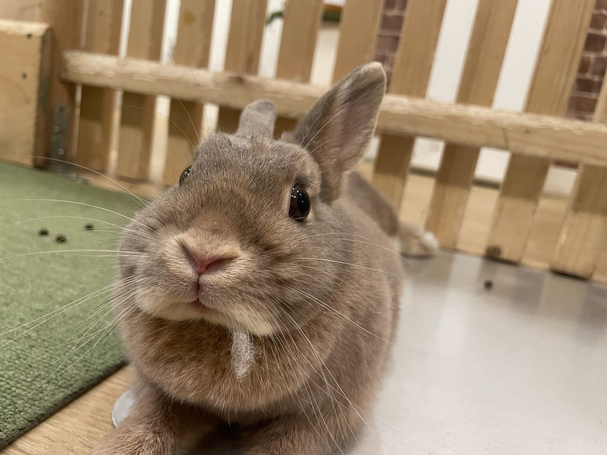 本日12時～オープンいたしました🐰🥕

ほっぺにお髭ついているマルちゃん^_^
季節外れですが、サンタさんのようです🎅🏻🎄
本日も皆様のご来店お待ちしております。

長谷川

moff-rell.com/ja/
 #うさぎ #うさぎカフェ #秋葉原