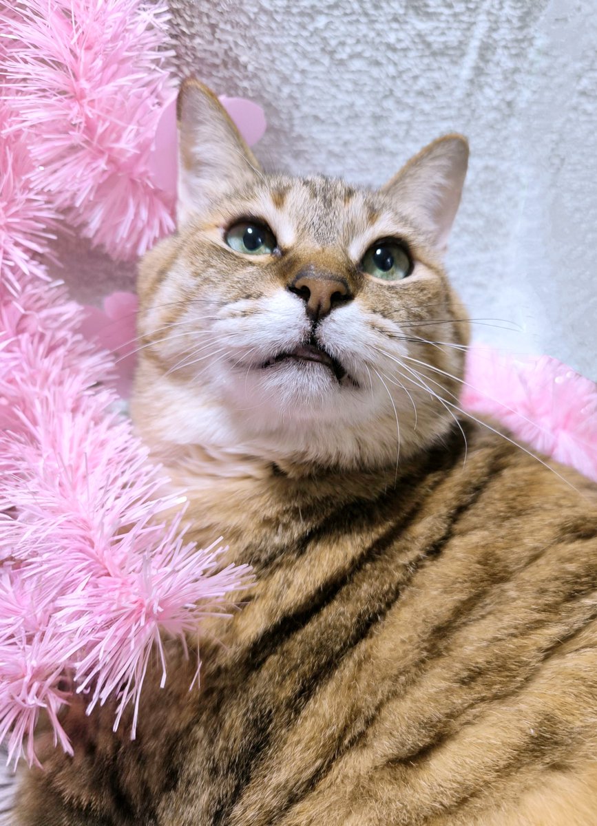 今日は #立春 💗

暦の上では 春の始まりの日🩷🌸

皆ニャに
あたたかな春と幸せが
たくさん訪れますように💚🕊️😺

#猫のいる暮らし𓏲𓎨 #猫のいる幸せ
#立春の日 #cats