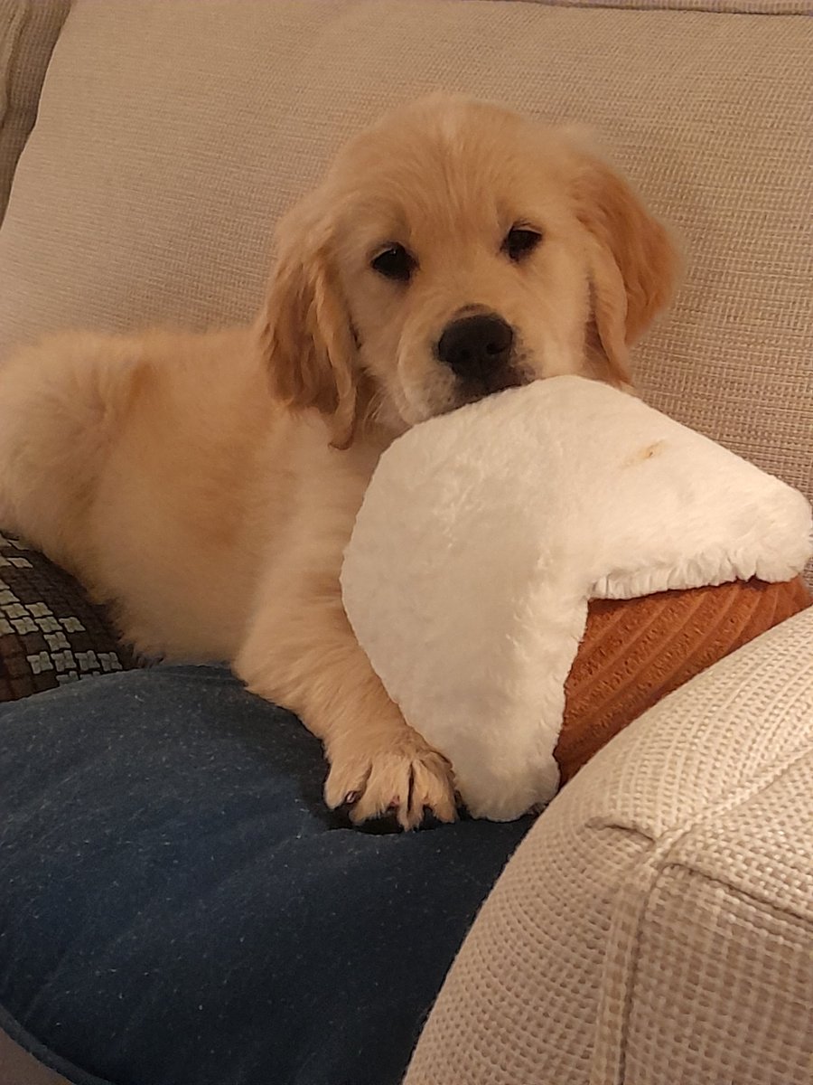 ServantArmy's tweet photo. @bunsenbernerbmd Recent addition to the family. Sampson https://t.co/mKnjSwZ4iP