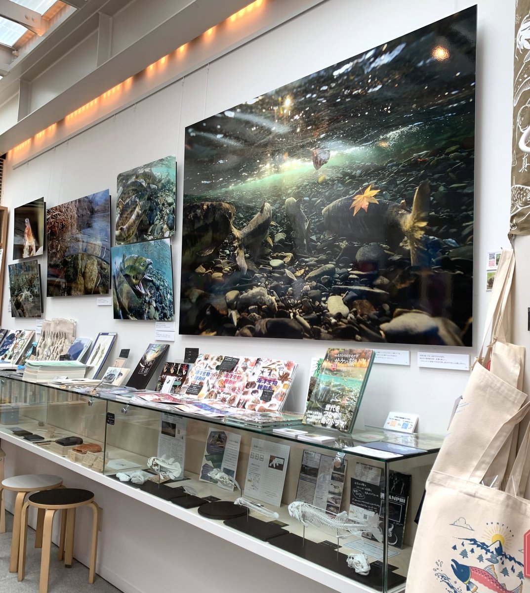 SAKANA BOOKS（サカナブックス）｜サカナに特化した本屋𓆝𓆟𓆜𓆞𓆡