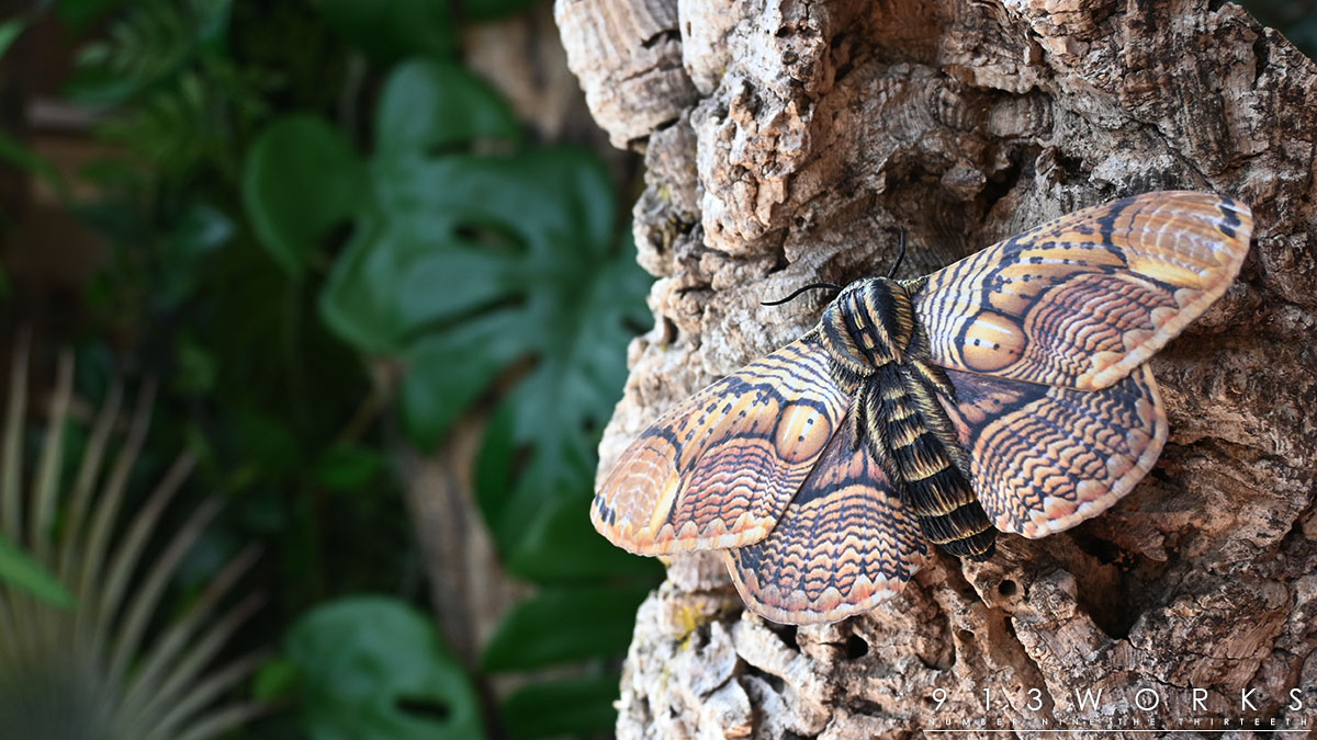 those little horn are gorgeous