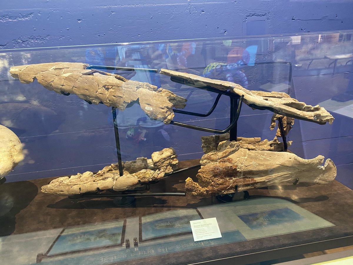 サンディエゴの自然史博物館に展示されているティロサウルスの頭骨化石