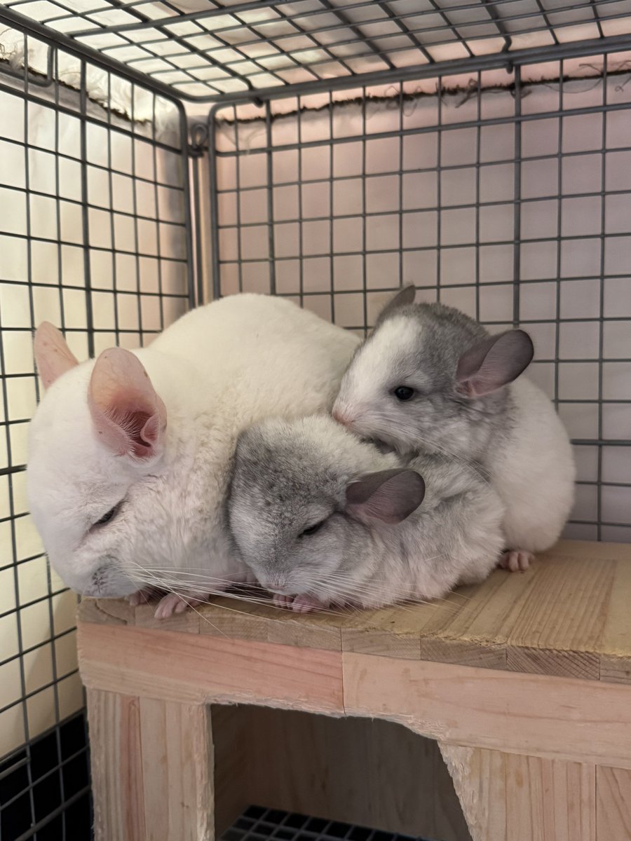 赤ちゃんチンチラがくっついてます🤭 仲良しでかわいい🐹✨