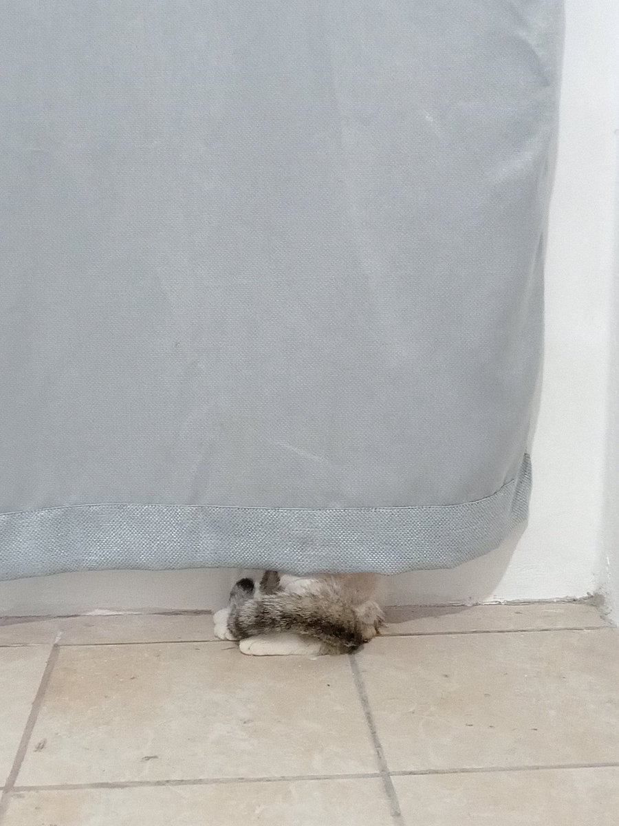 Alvaro Mayorga tweet media