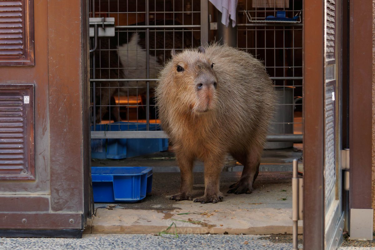 ささ @sasa.capybara (@ice3kyoudai) / Posts / X