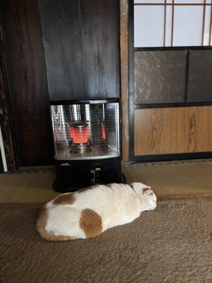 don_guri_gura's tweet image. 立春大作。おじぃの無病息災も…