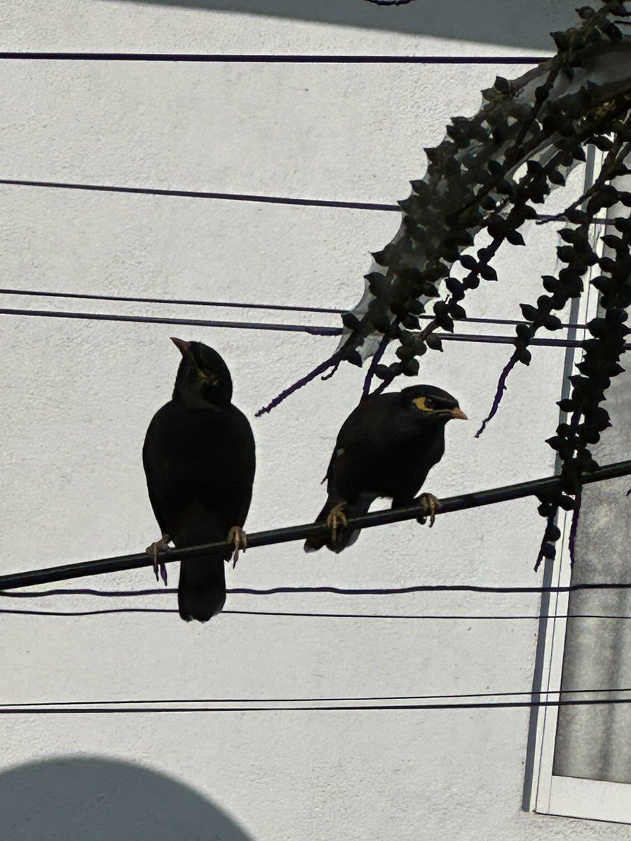 Thushara Wijewardena tweet media