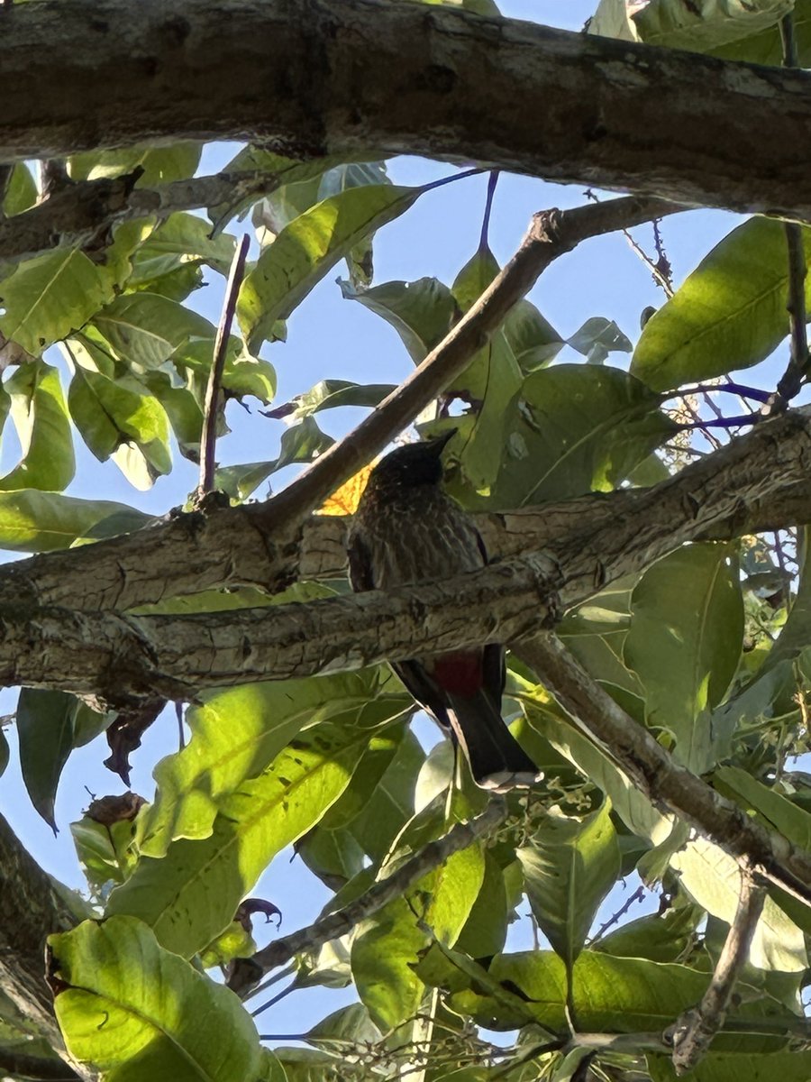 Thushara Wijewardena tweet media