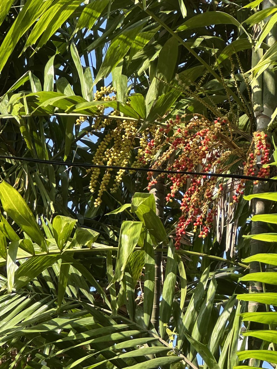 Thushara Wijewardena tweet media