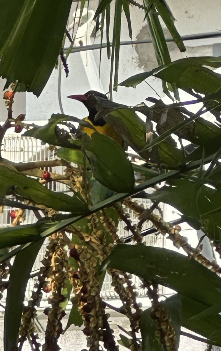 Thushara Wijewardena tweet media