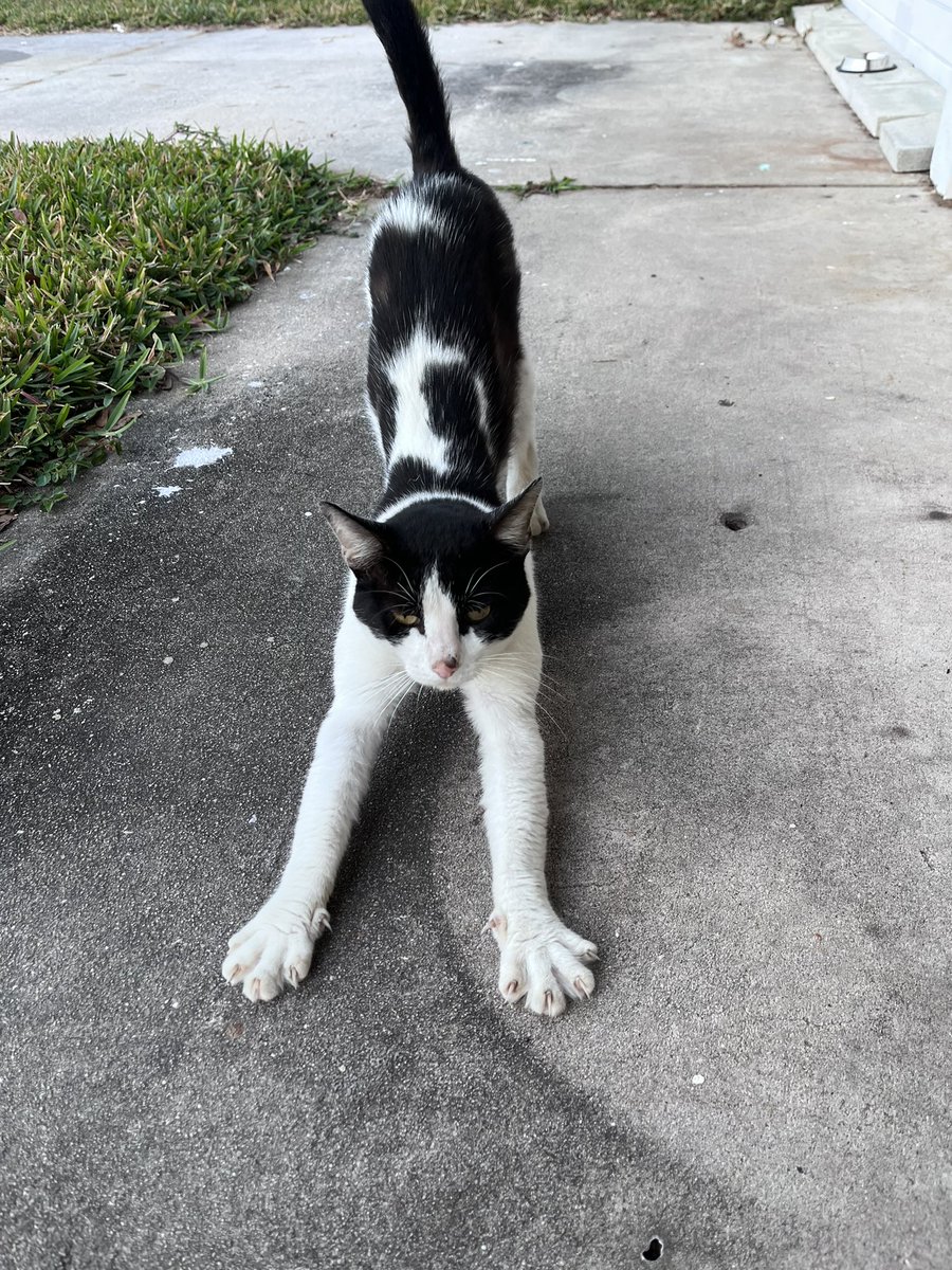 SØL |-/ • • tweet media