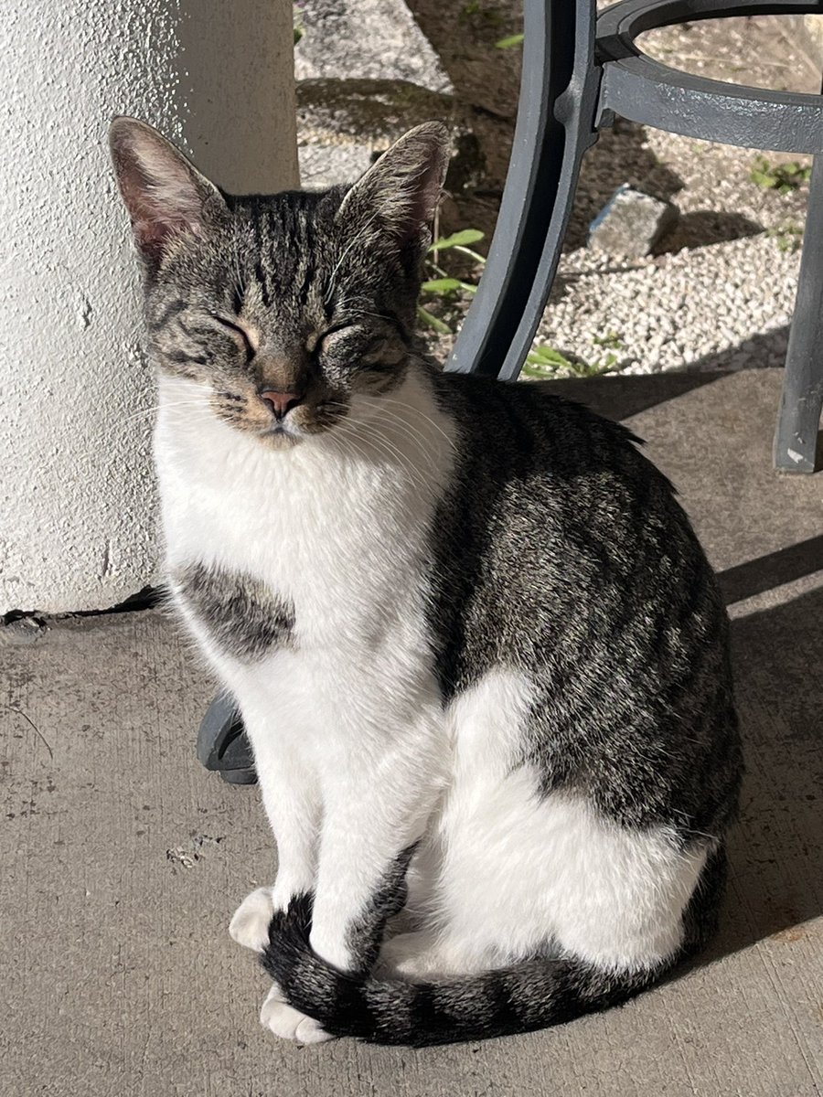 SØL |-/ • • tweet media