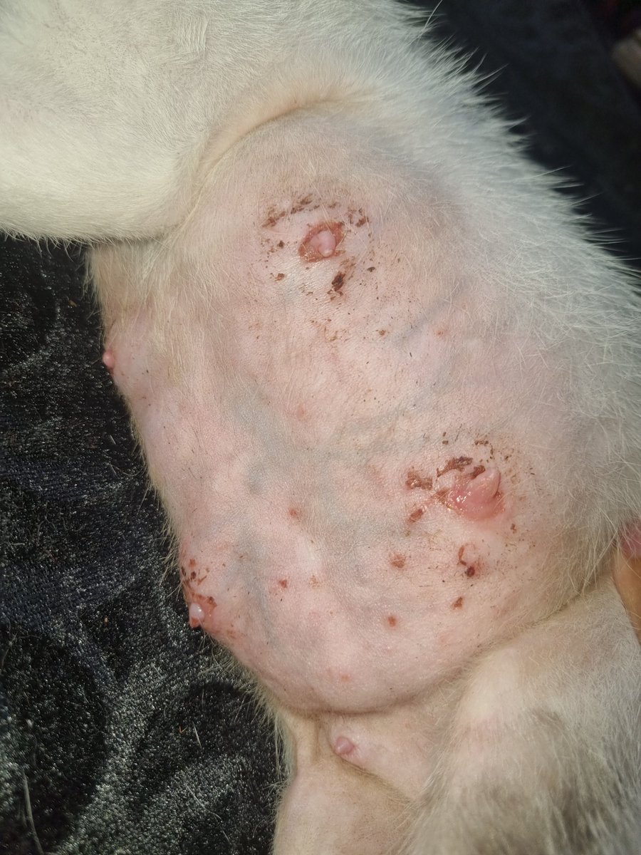 testedbysa's tweet photo. @yappingfess Ngilu bgt bacanya.
Gw ngurusin kucing yg pertama kali jadi ibu, kena mastitis, putingnya luka, berair, dipencet malah keluar darah, dan dia tetep maksain nyusuin sambil ngeong2. Ga tega dan kerasa bgt perih, ngilu, sakit, padahal gw masih perawan ting2. Smg pas dbf aman2 aja🙂 https://t.co/sNhEM5HLeQ
