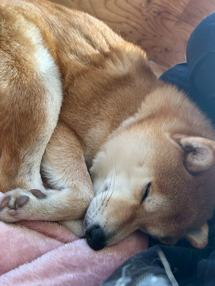 禄ちゃんはばぶちゃん